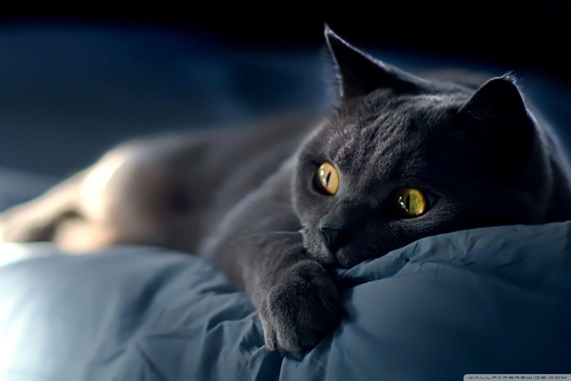 1152x768 British Shorthair Cat Wallpaper