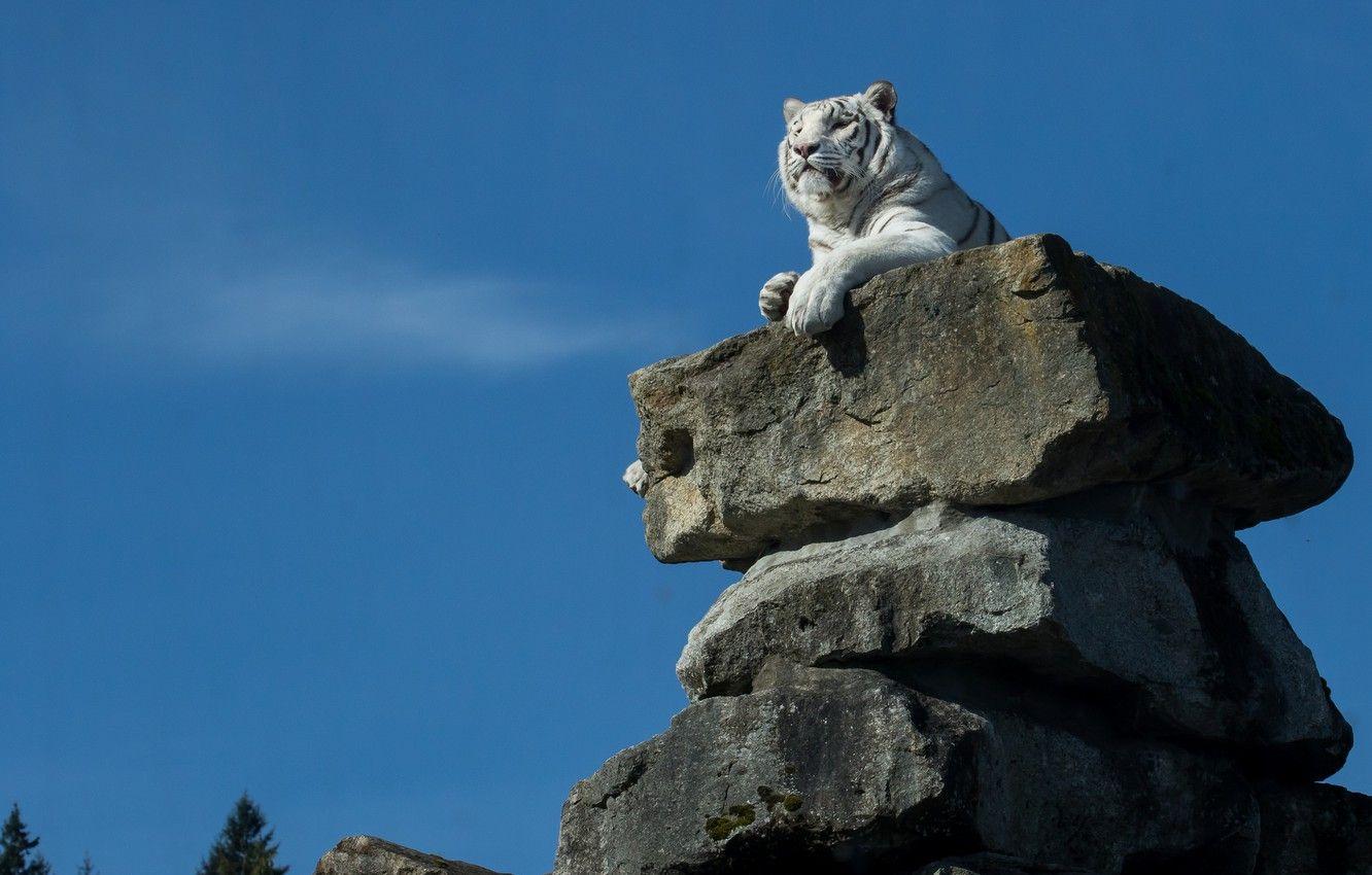 1332x850 Wallpaper tiger, stones, white tiger, the throne, look away, sitting high image for desktop, section кошки