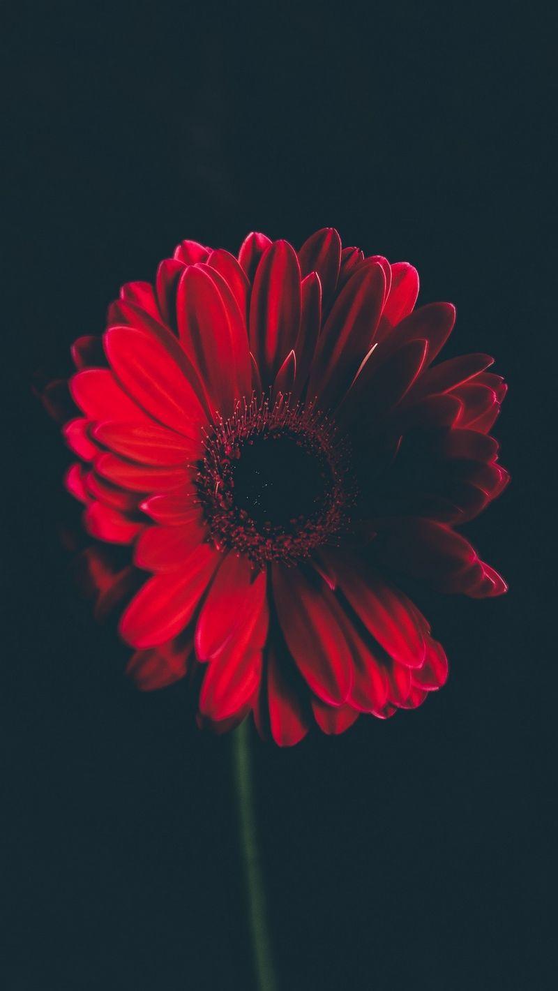 800x1420 Black Background Floral Wallpaper HD Flower Background Wallpaper & Background Download