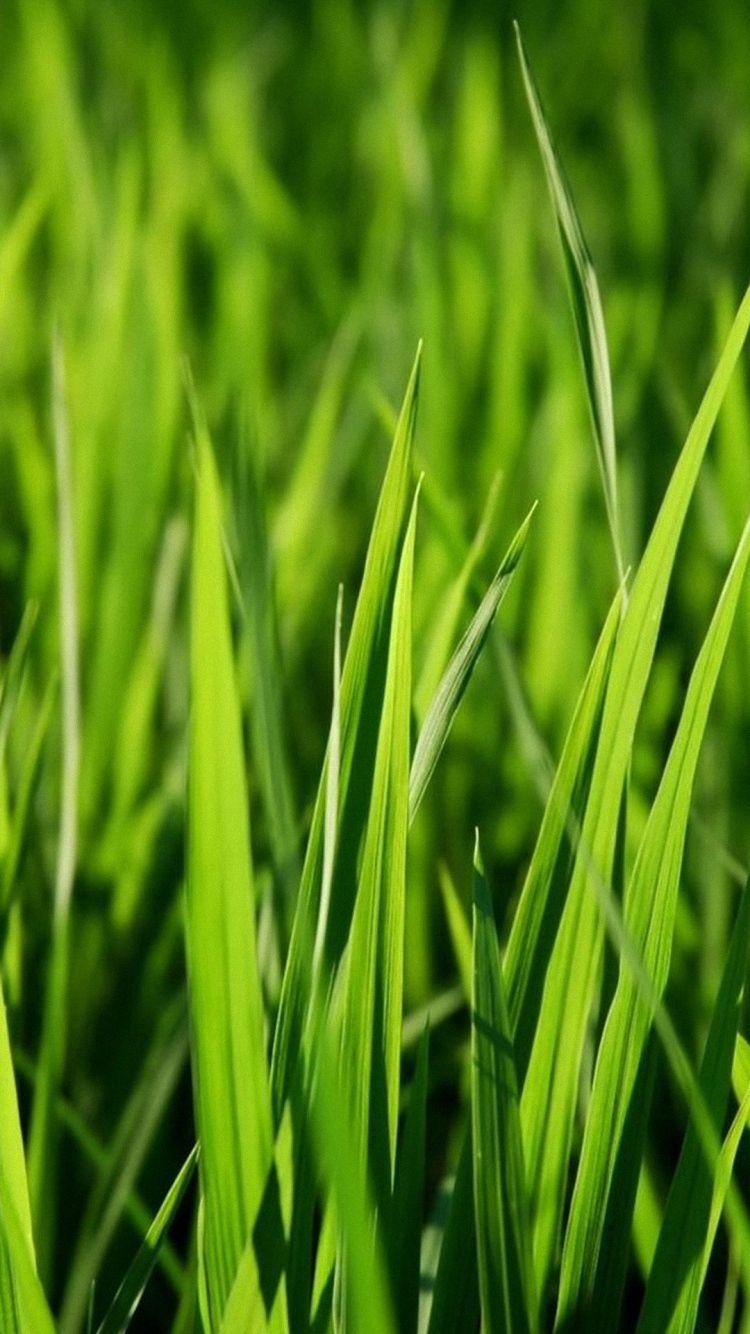 750x1334 Green Grass Full HD Wallpaper Grass Full HD Wallpaper & Background Download