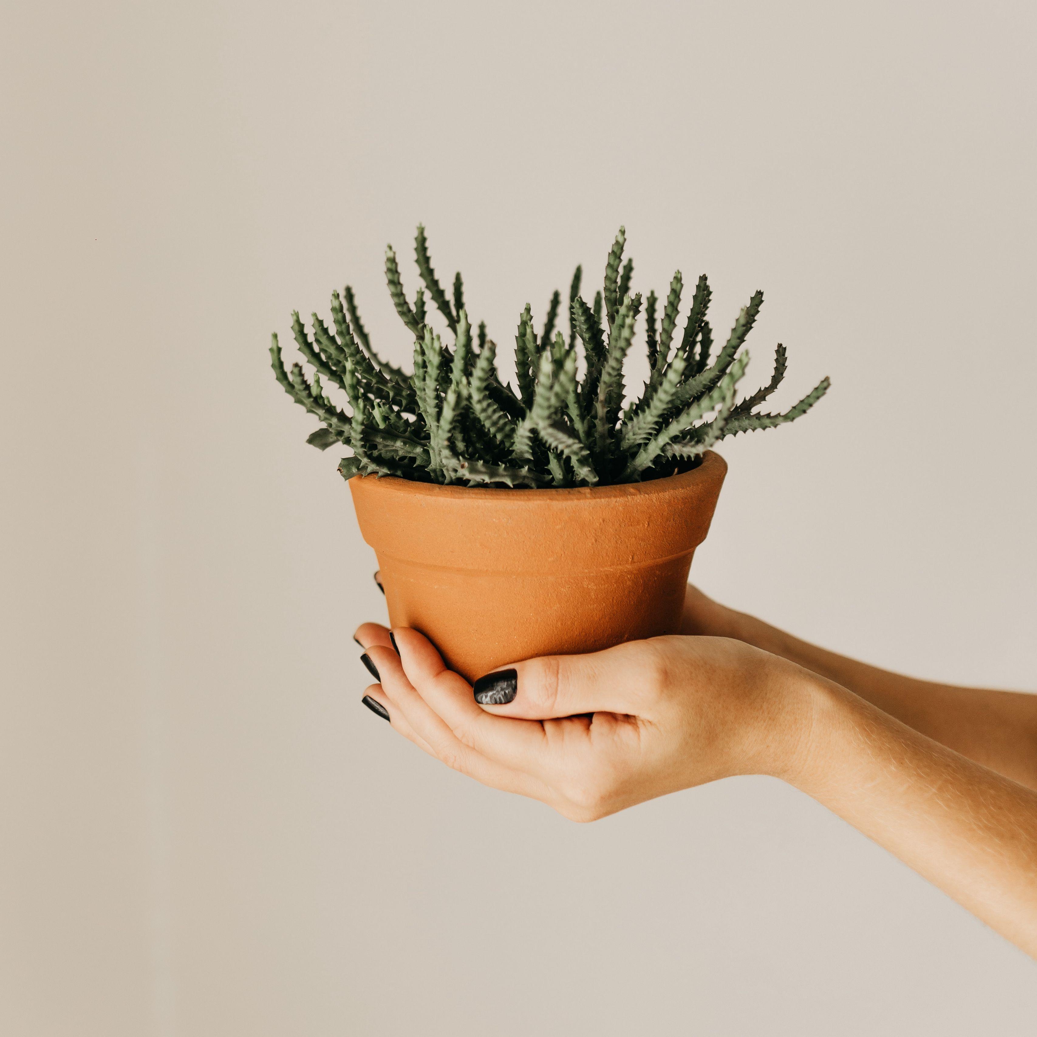 3415x3415 Download wallpaper 3415x3415 cactus, succulent, plant, pot, hands ipad pro 12.9 retina for parallax HD background