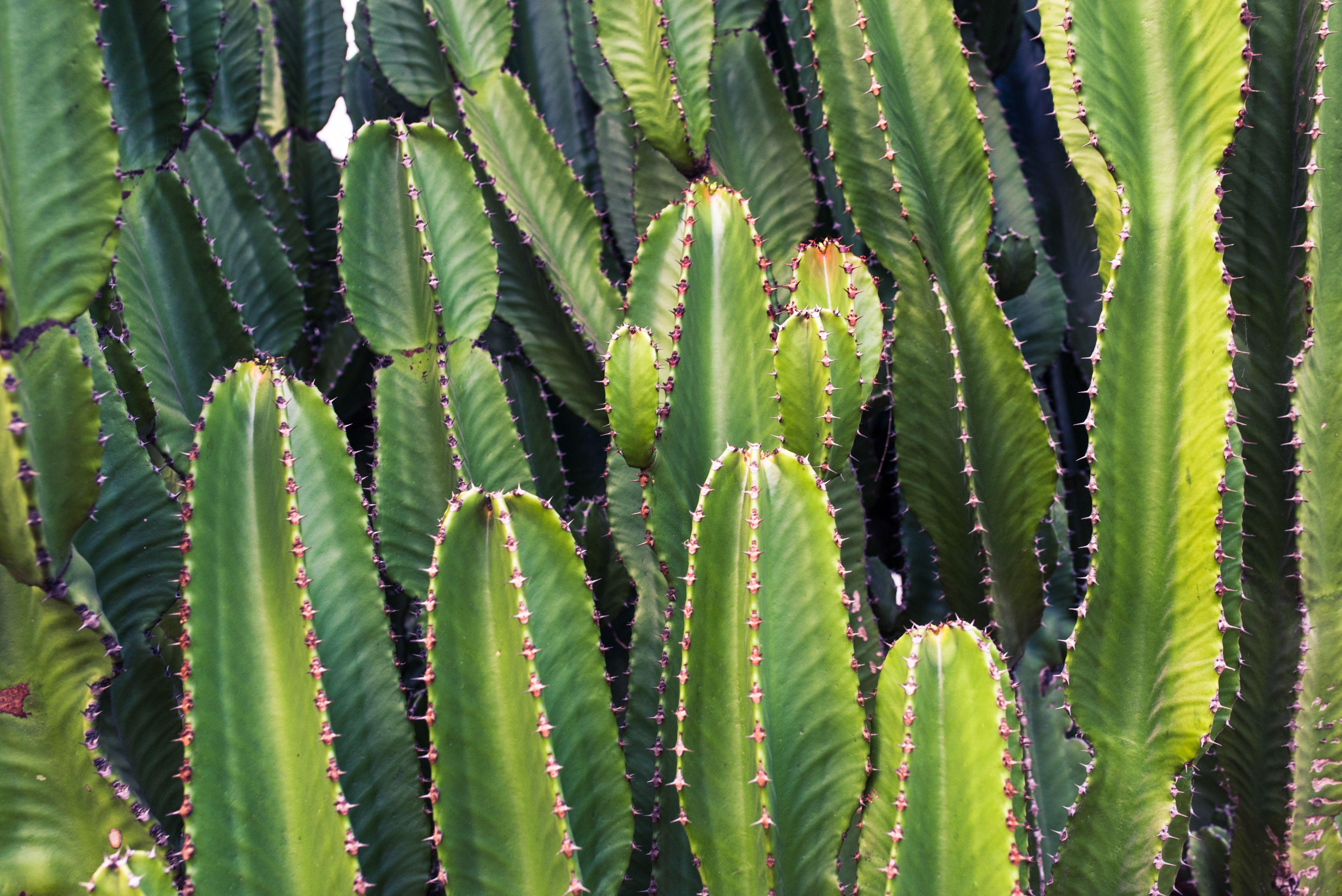 4500x3004 Cactus Plant · Free