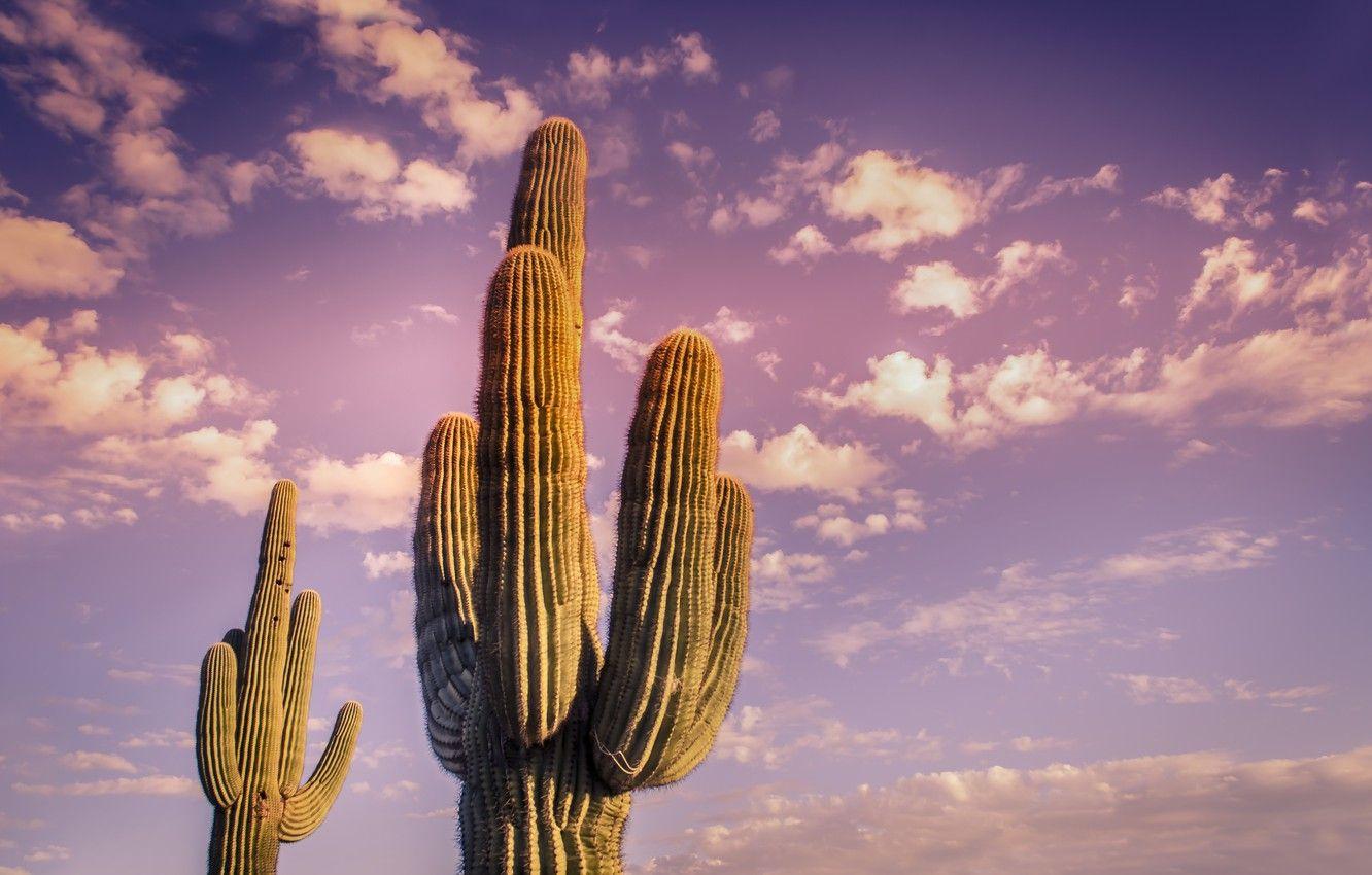 1332x850 Wallpaper sky, desert, clouds, cactus, Plant image for desktop, section природа