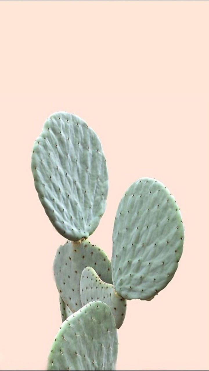 720x1280 Aesthetic Cactus Plant Png HD Wallpaper