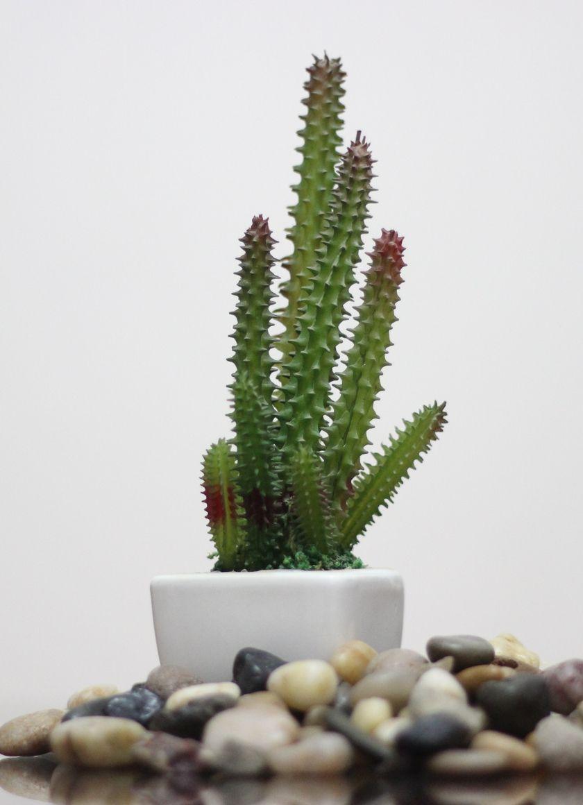 840x1160 Download 840x1160 wallpaper cactus, plants, rocks, iphone iphone 4s, ipod touch, 840x1160 HD image, background, 4746