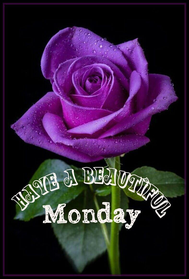 Happy Monday Wallpapers - Top Free Happy Monday Backgrounds