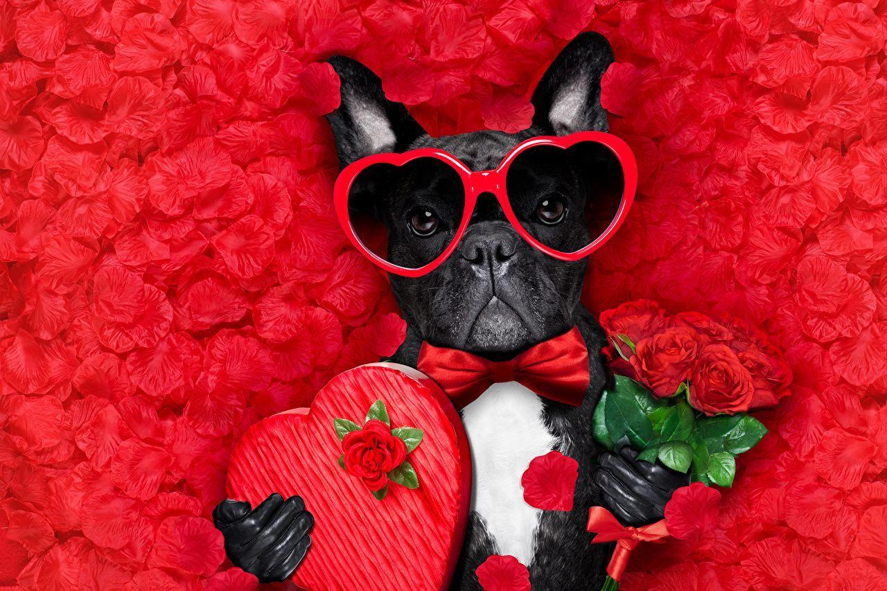 Dog Valentine Day Wallpapers - Top Free Dog Valentine Day Backgrounds