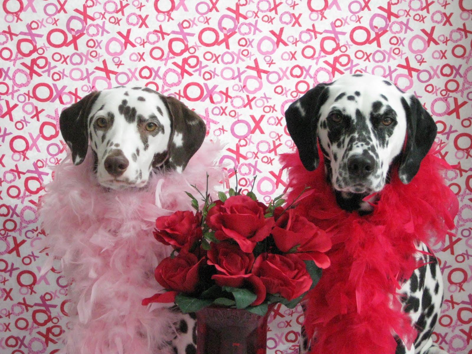 1600x1200 Valentines Day Puppy Wallpaper