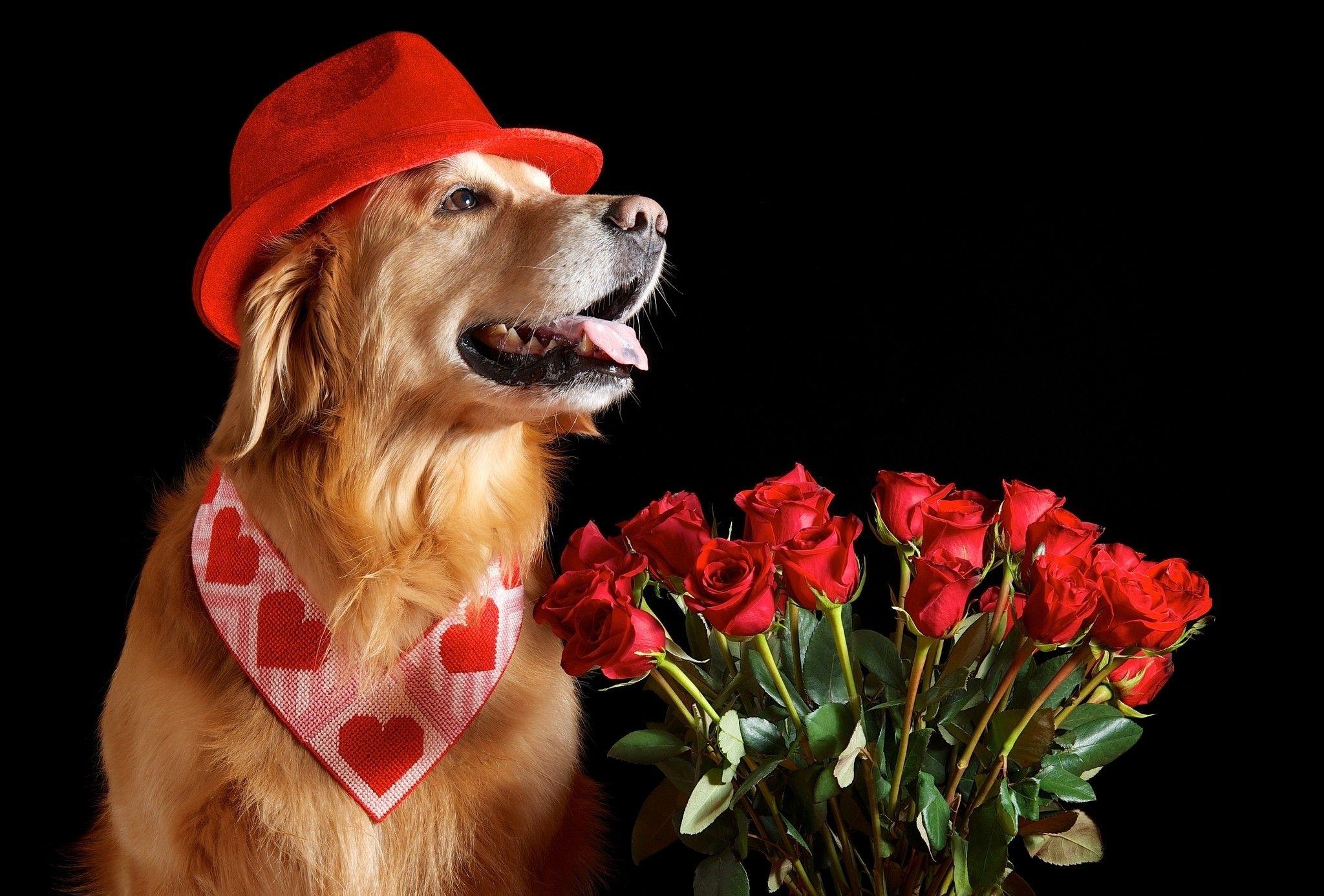 2048x1386 Day Valentine Rose Labrador Bouquet Flower Happy Heart Valentines Day Dogs Wallpaper & Background Download