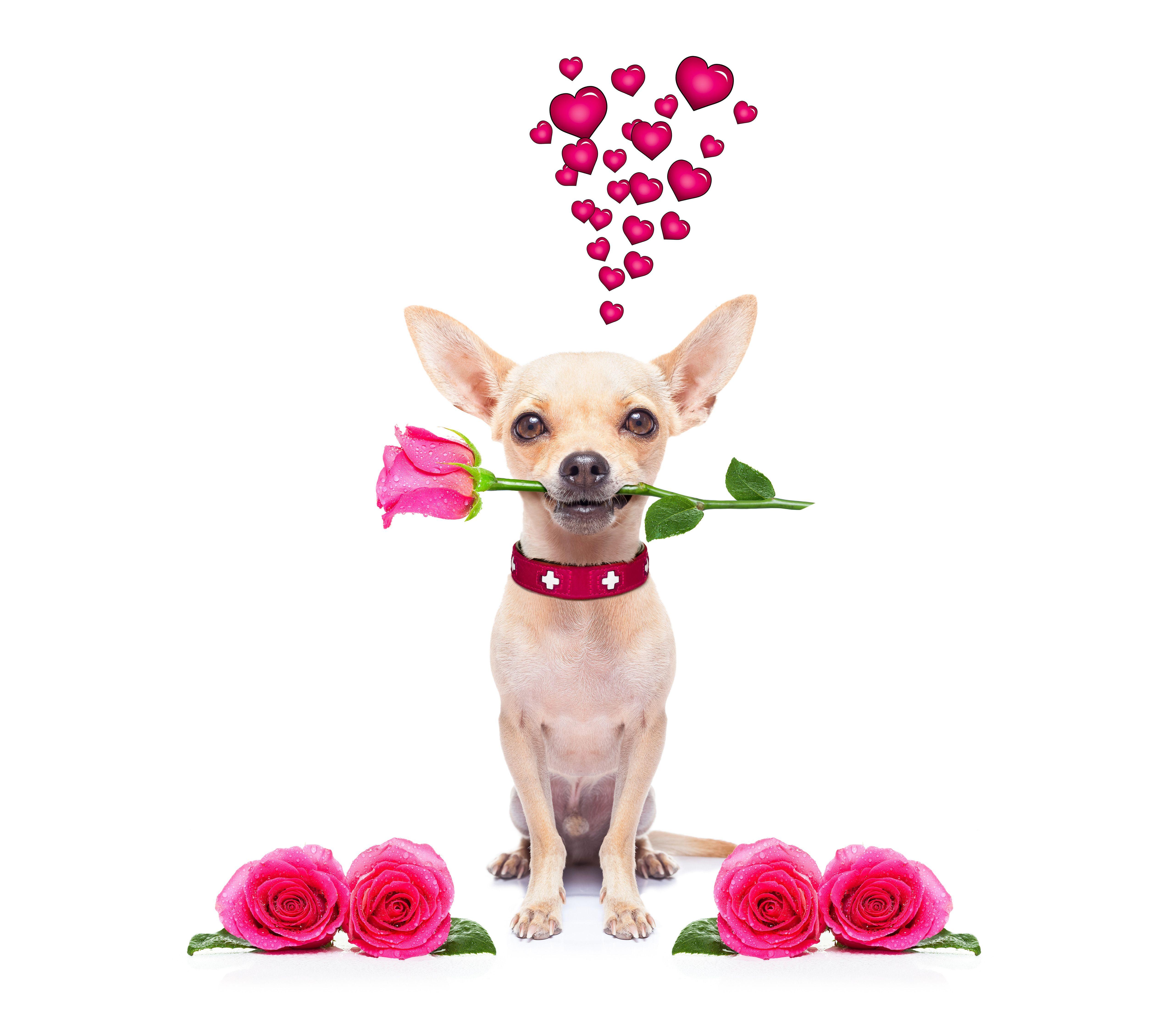 5120x4517 Valentine's Day dog wallpaper. The most beautiful dog in the world picture for your desktop