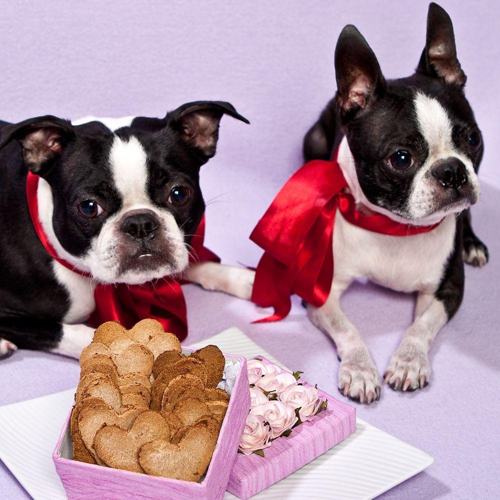 1000x1000 French Bulldogs Valentine's Day photo. Dog valentines, Boston terrier love, Dogs