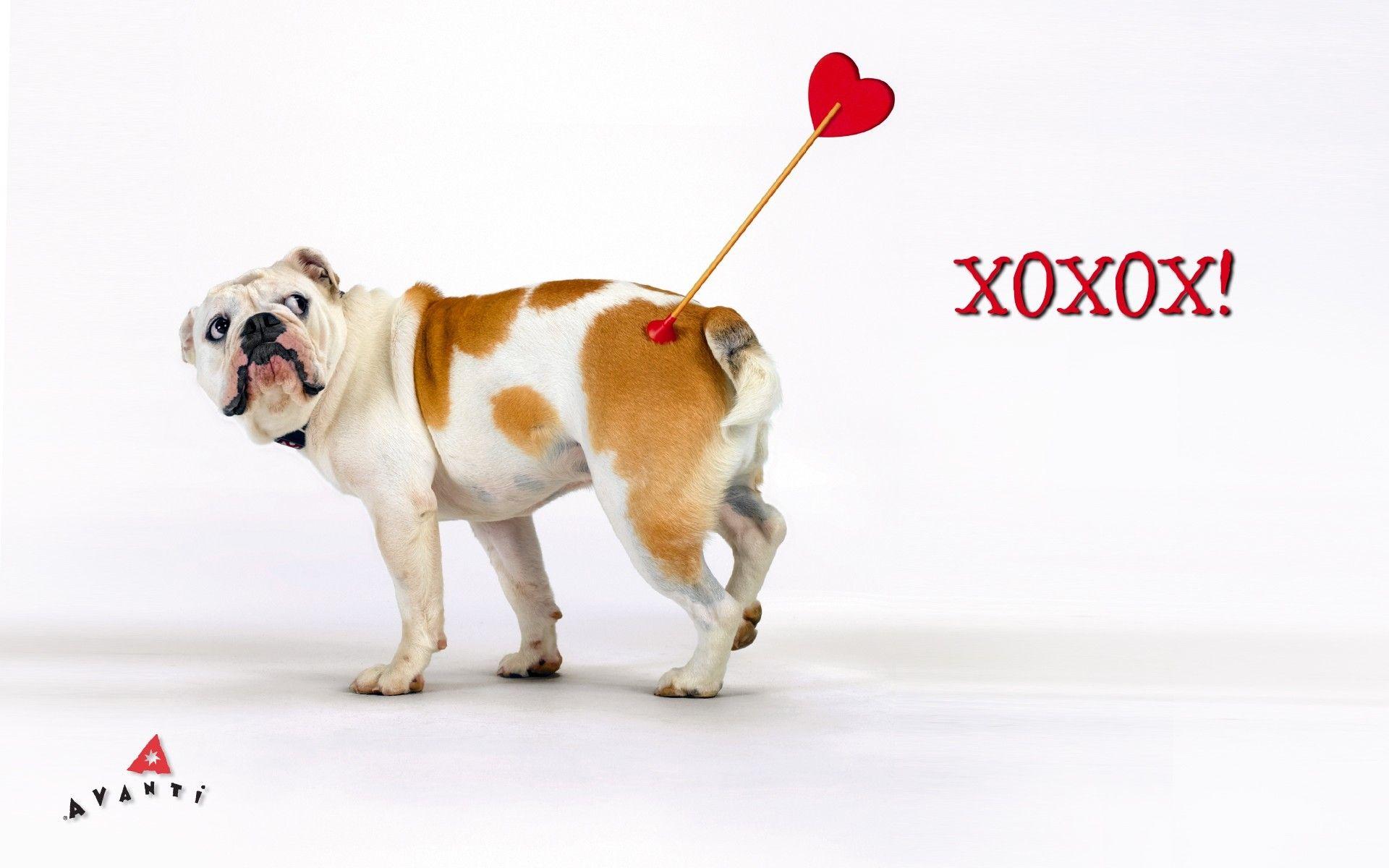 1920x1200 Free Animal Valentine Wallpaper