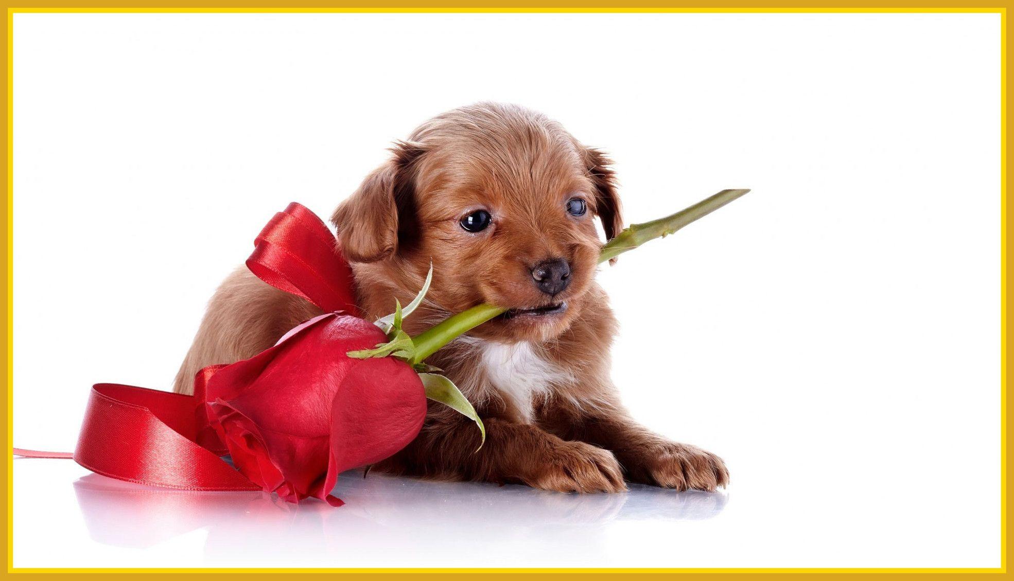 1970x1130 1970x Cute Puppy Cute Puppy Valentines Astonishing