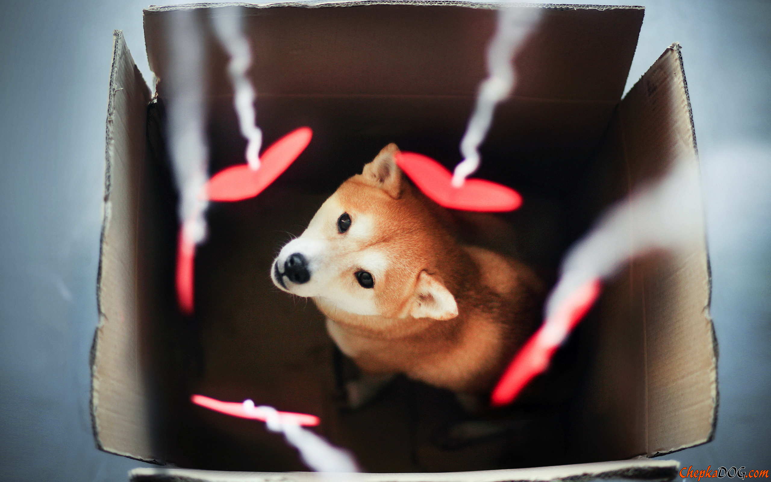 2560x1600 Puppy Valentine's Day Wallpaper