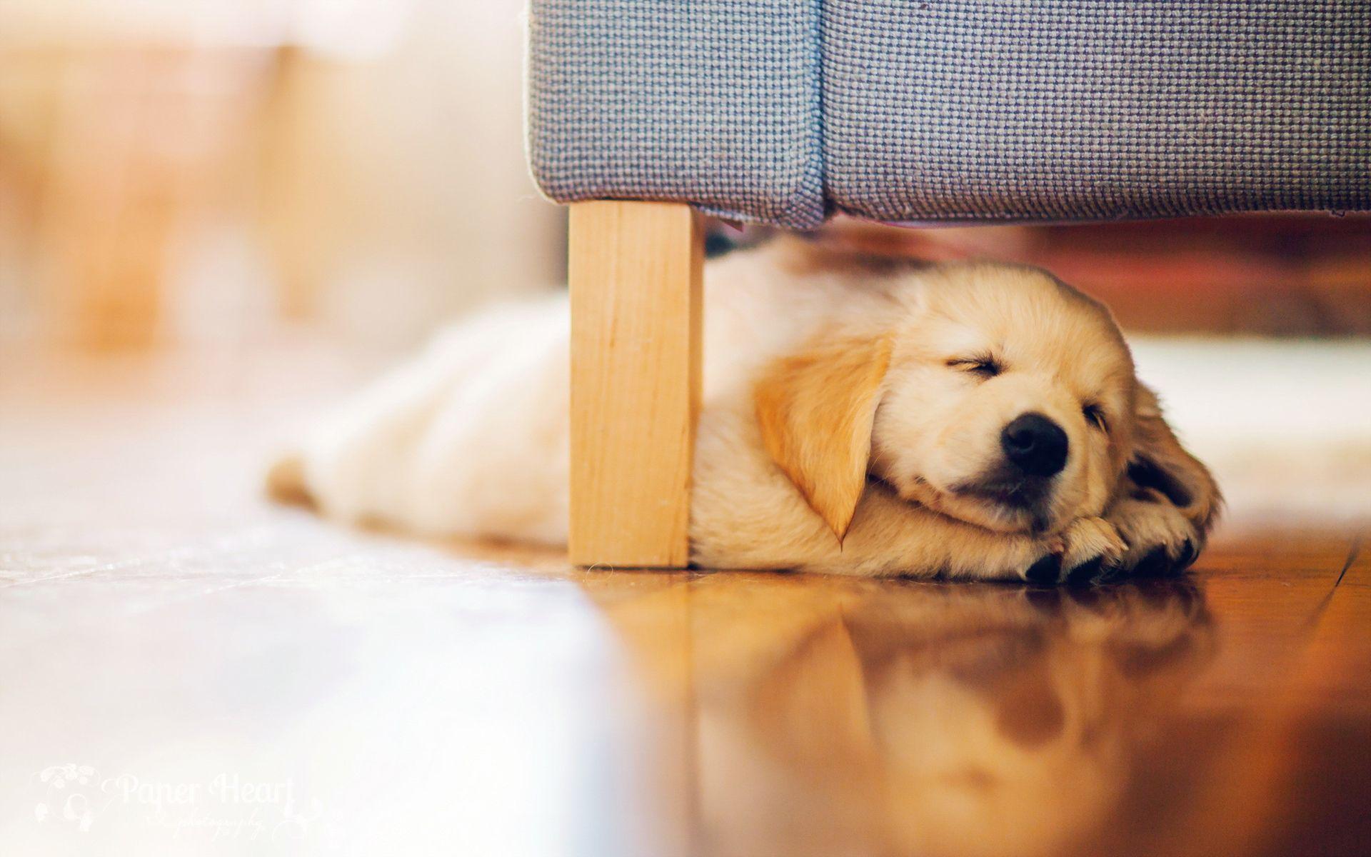 1920x1200 Dog Sleep HD Wallpaper