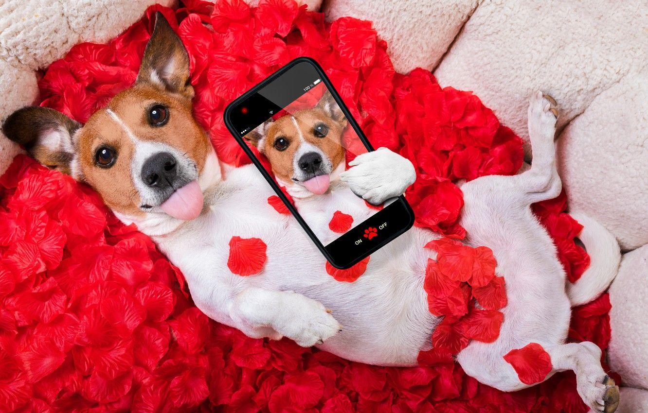 1332x850 Wallpaper dog, petals, red, love, rose, red rose, dog, romantic, funny, valentine, petals, phone image for desktop, section собаки