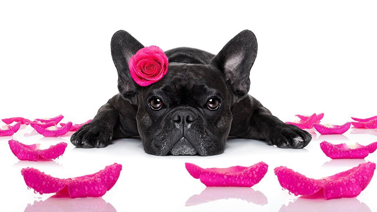 1280x720 Picture French Bulldog Dogs Roses Black Petals Pink color Glance Animals White background Staring. Animal valentine, Dog valentines, Cute animals