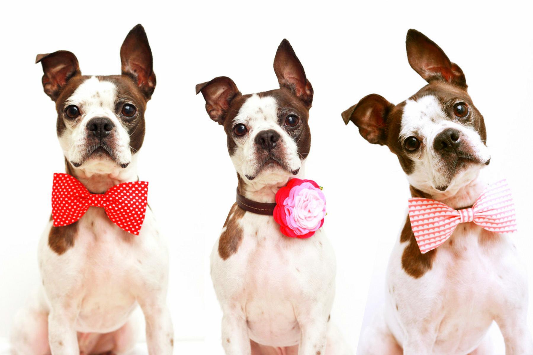 1800x1200 Valentine's Day Pets Wallpaper