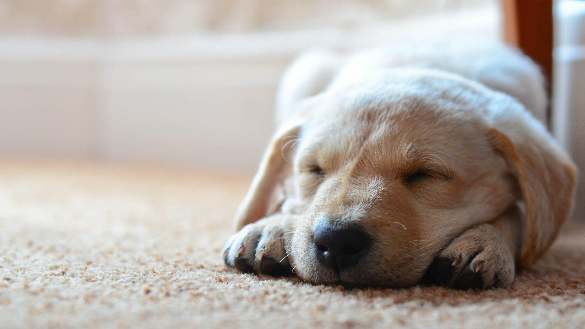 1920x1080 dog, Animal, Friendly, Puppy, Cute, Dogs Wallpaper HD / Desktop and Mobile Background