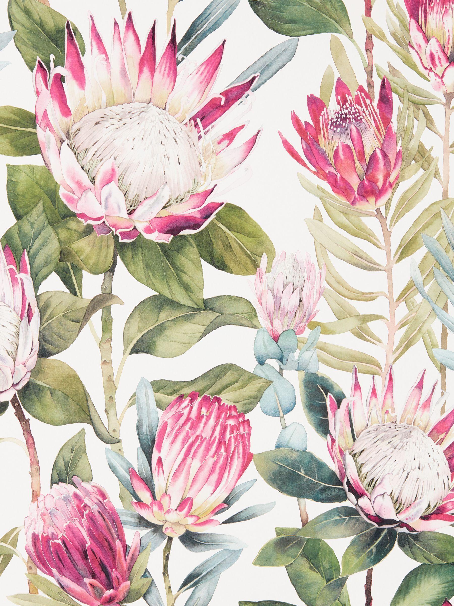 Protea Wallpapers - Top Free Protea Backgrounds - WallpaperAccess