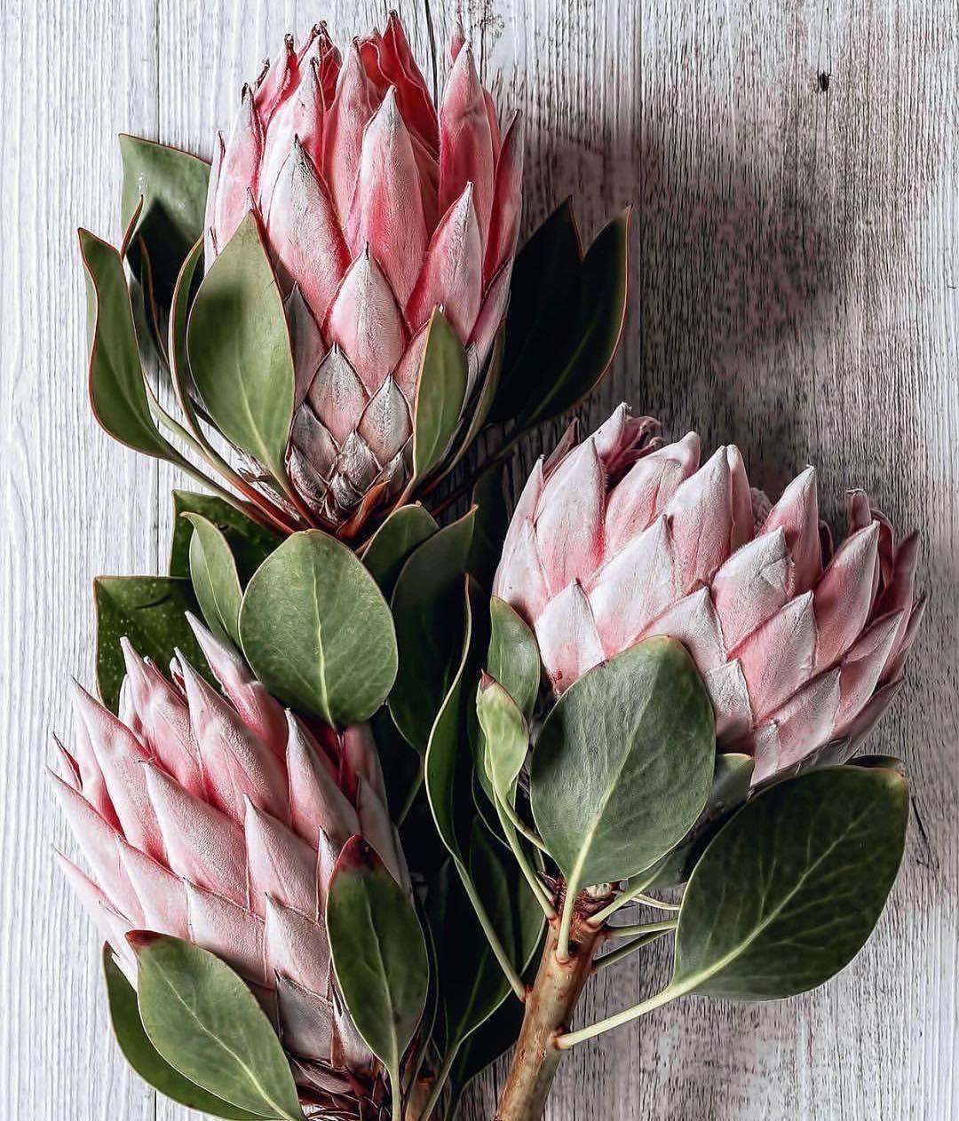 Protea Wallpapers - Top Free Protea Backgrounds - WallpaperAccess