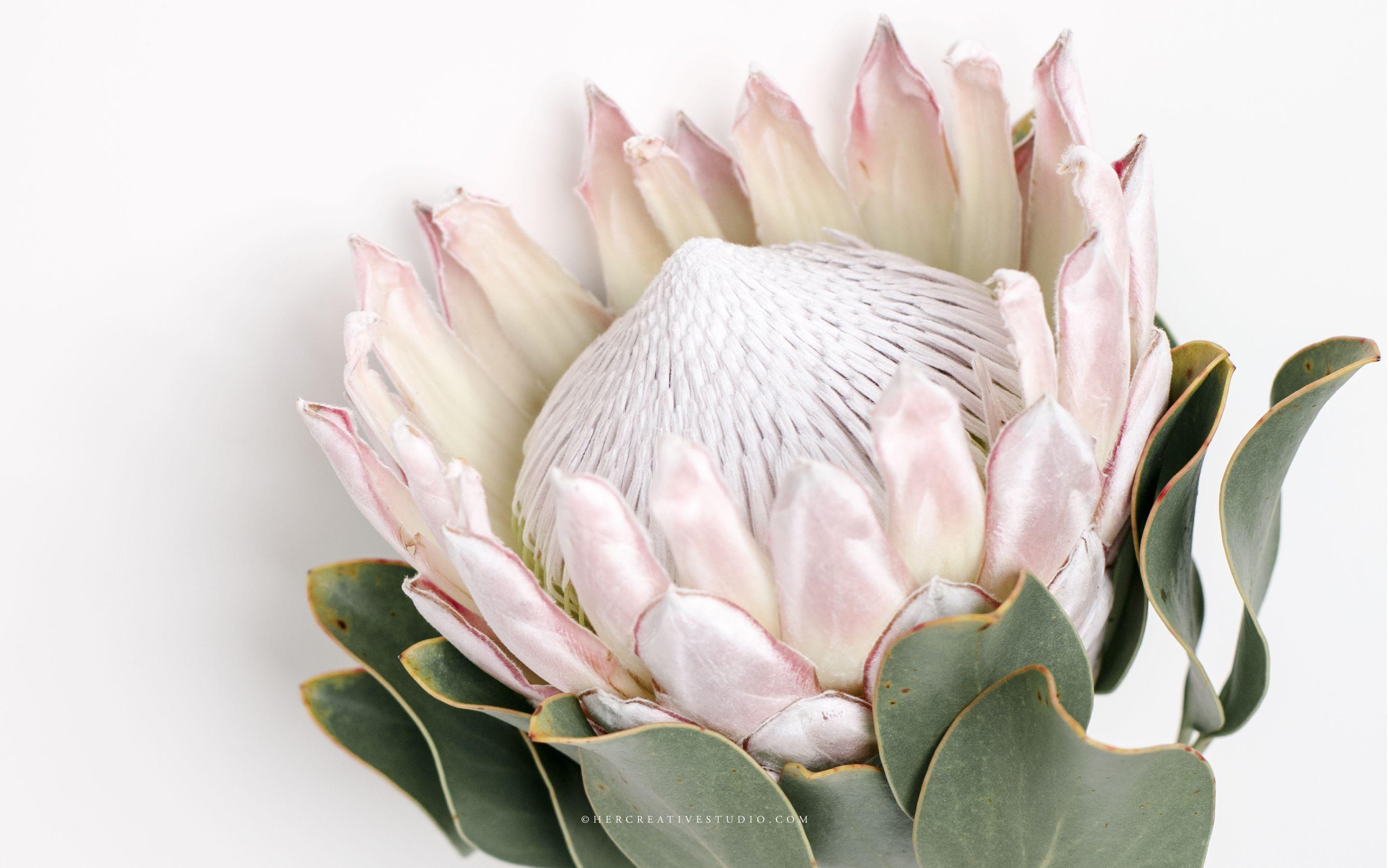 Protea Wallpapers - Top Free Protea Backgrounds - WallpaperAccess