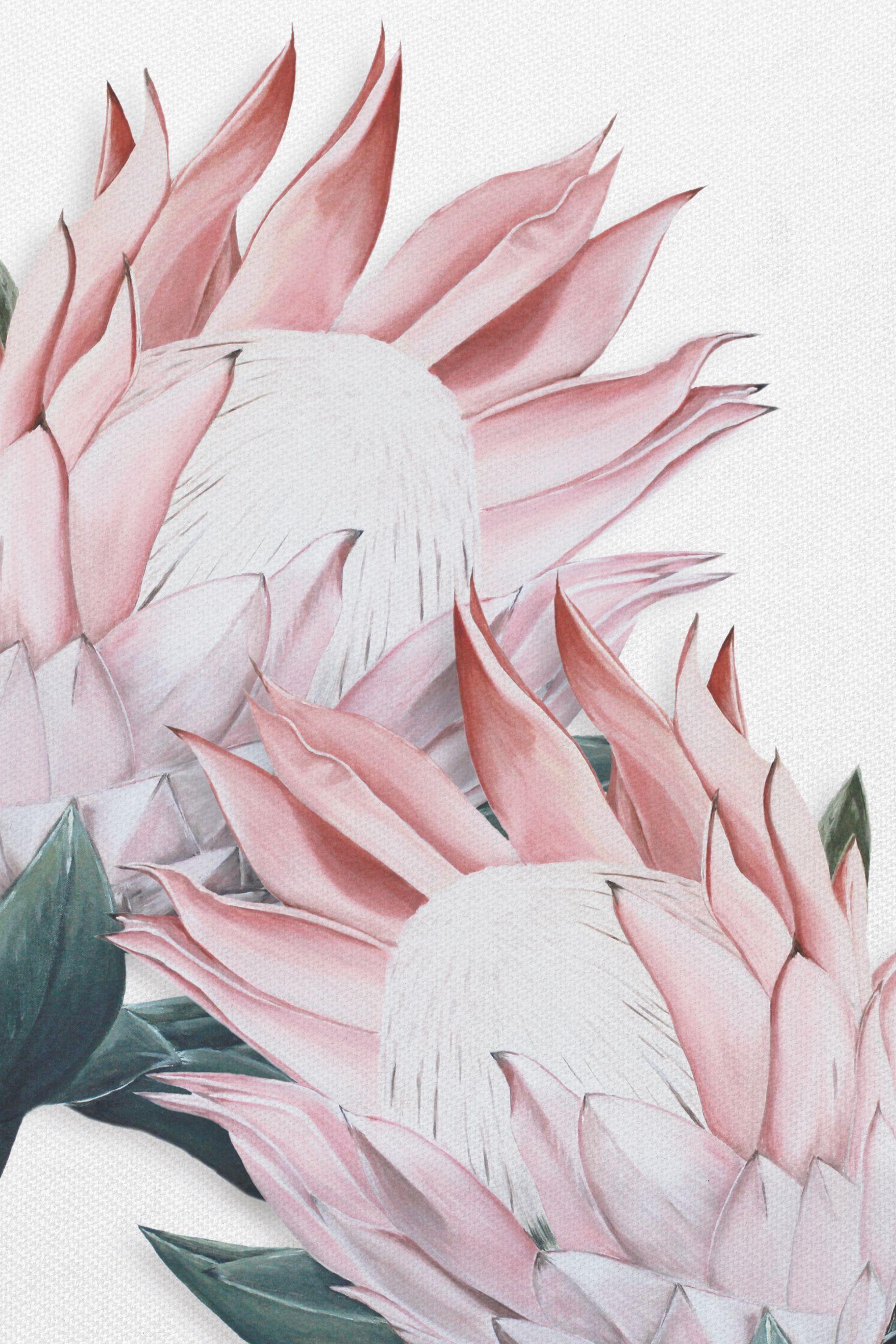 Protea Wallpapers - Top Free Protea Backgrounds - WallpaperAccess