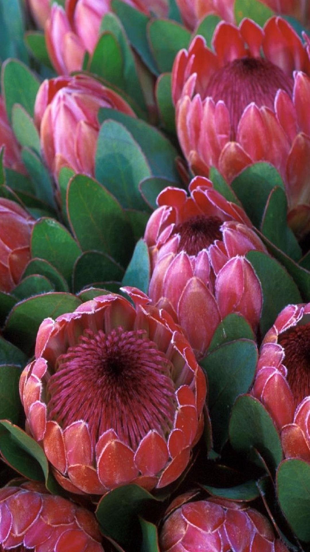 Protea Wallpapers - Top Free Protea Backgrounds - WallpaperAccess