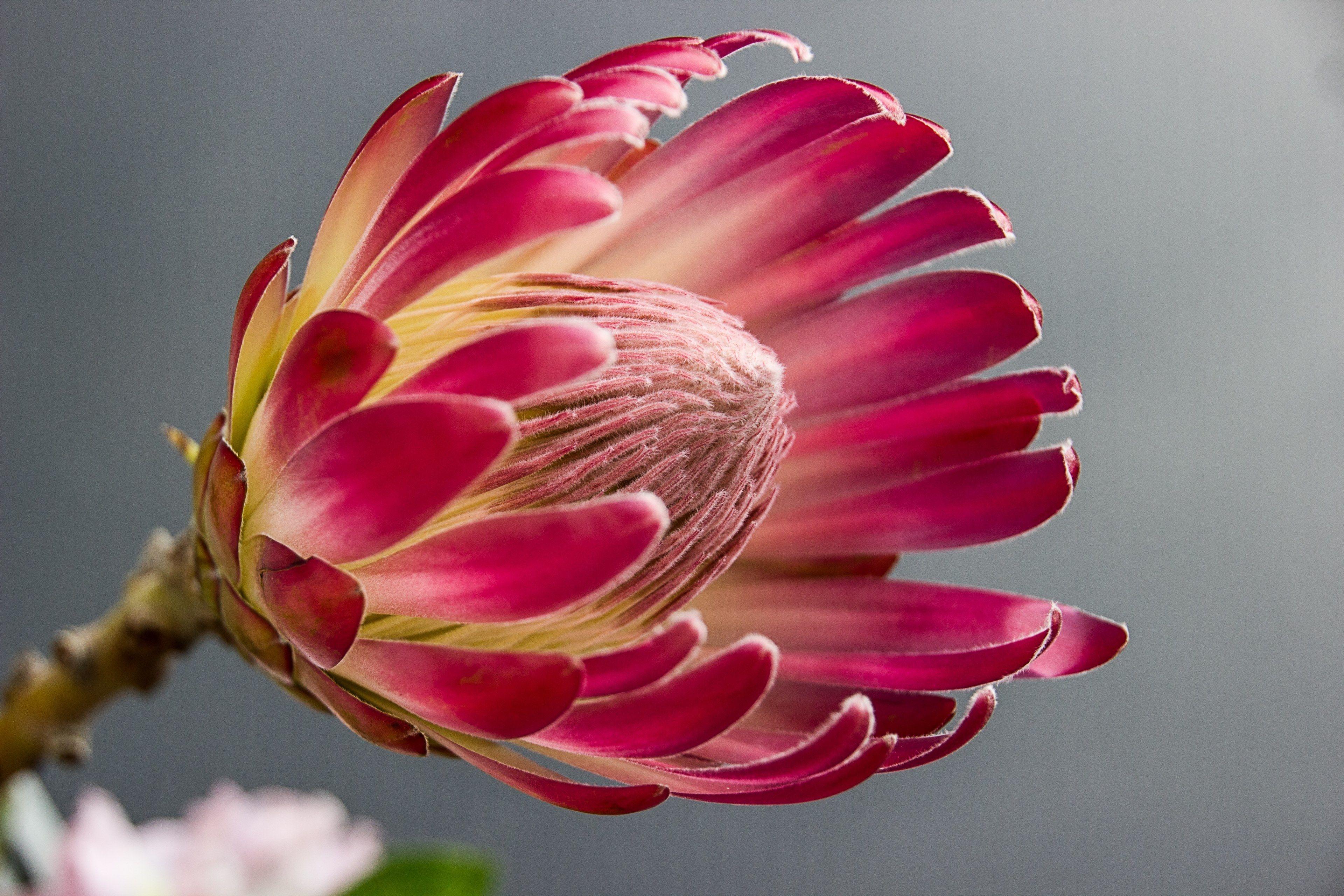 Protea Wallpapers - Top Free Protea Backgrounds - WallpaperAccess