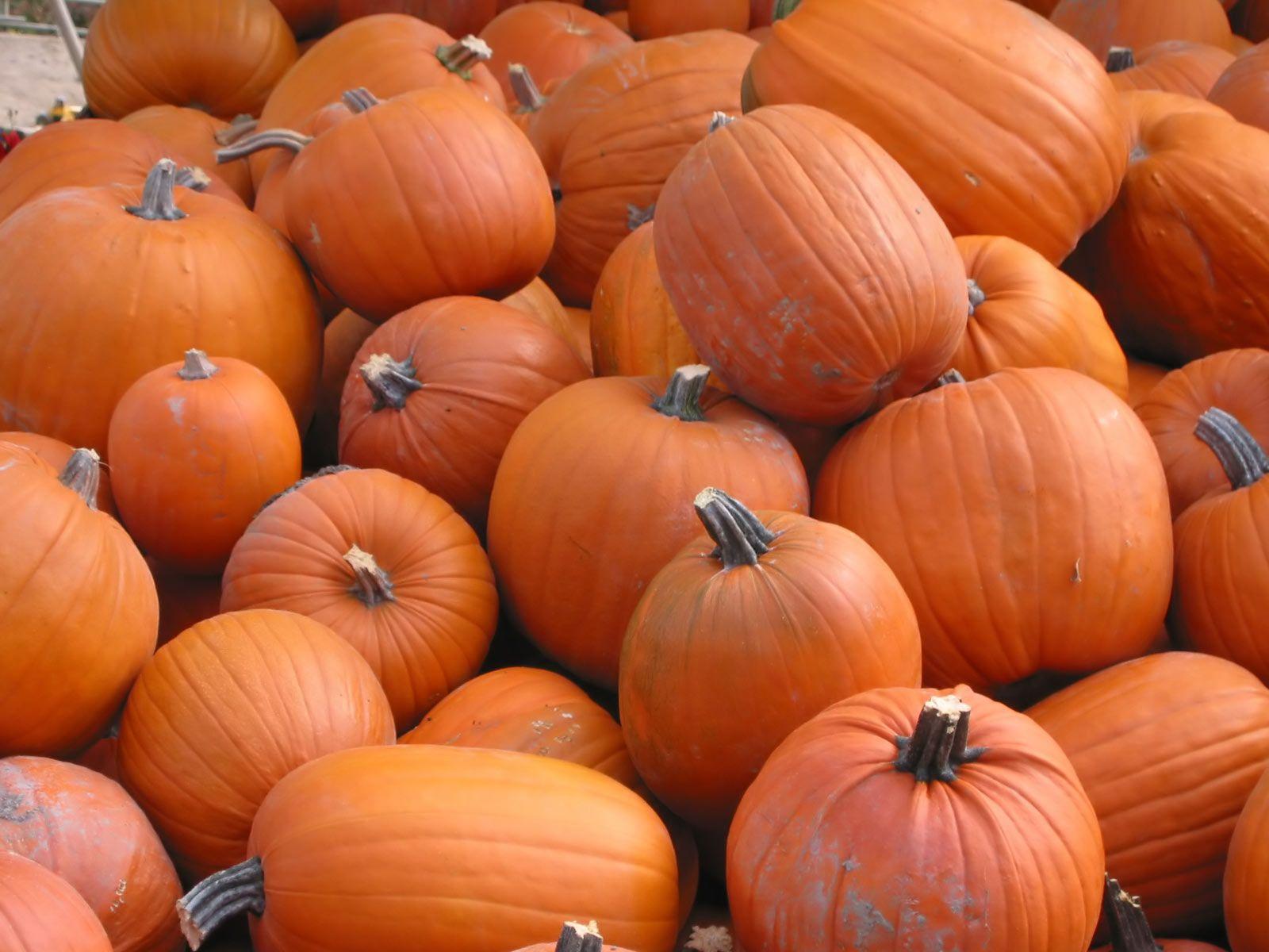 1600x1200 Desktop Wallpaper Gallery Nature Pumpkins Free Background Wallpaper Free Pumpkin Picture Desktop Bergerak Keren Hd X Abstract Gallery Nature Pumpkins Background Pumpkins