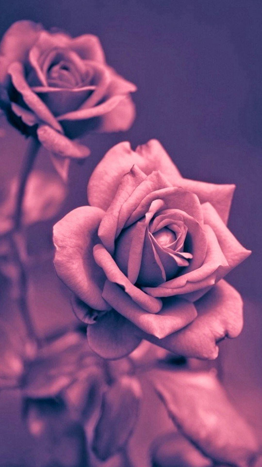 1080x1920 Beautiful Pink Rose Closeup iPhone 6 Wallpaper Download. iPhone