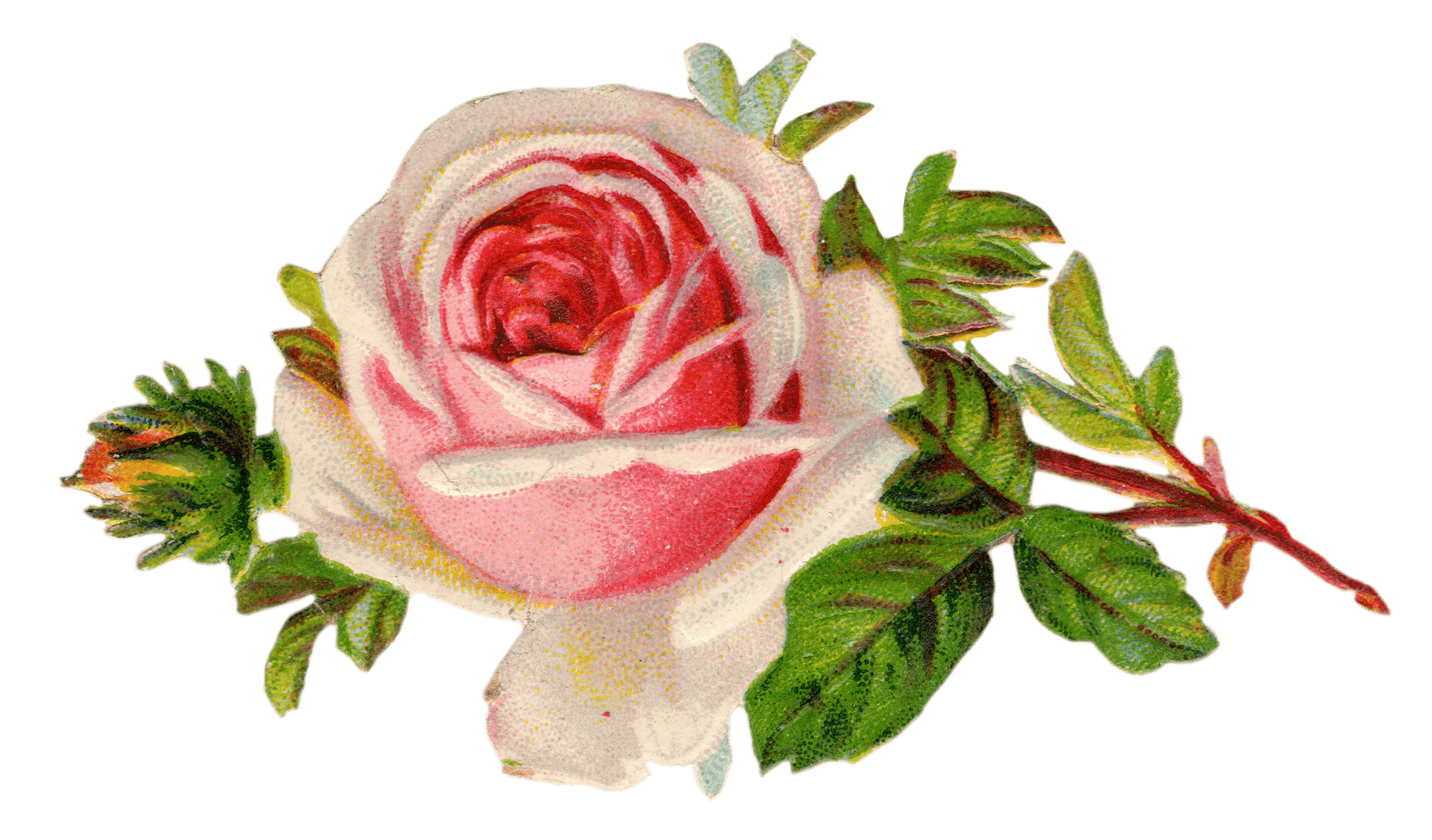 2039x1197 White Rose Clipart Pretty Rose Rose Clip Art Wallpaper & Background Download