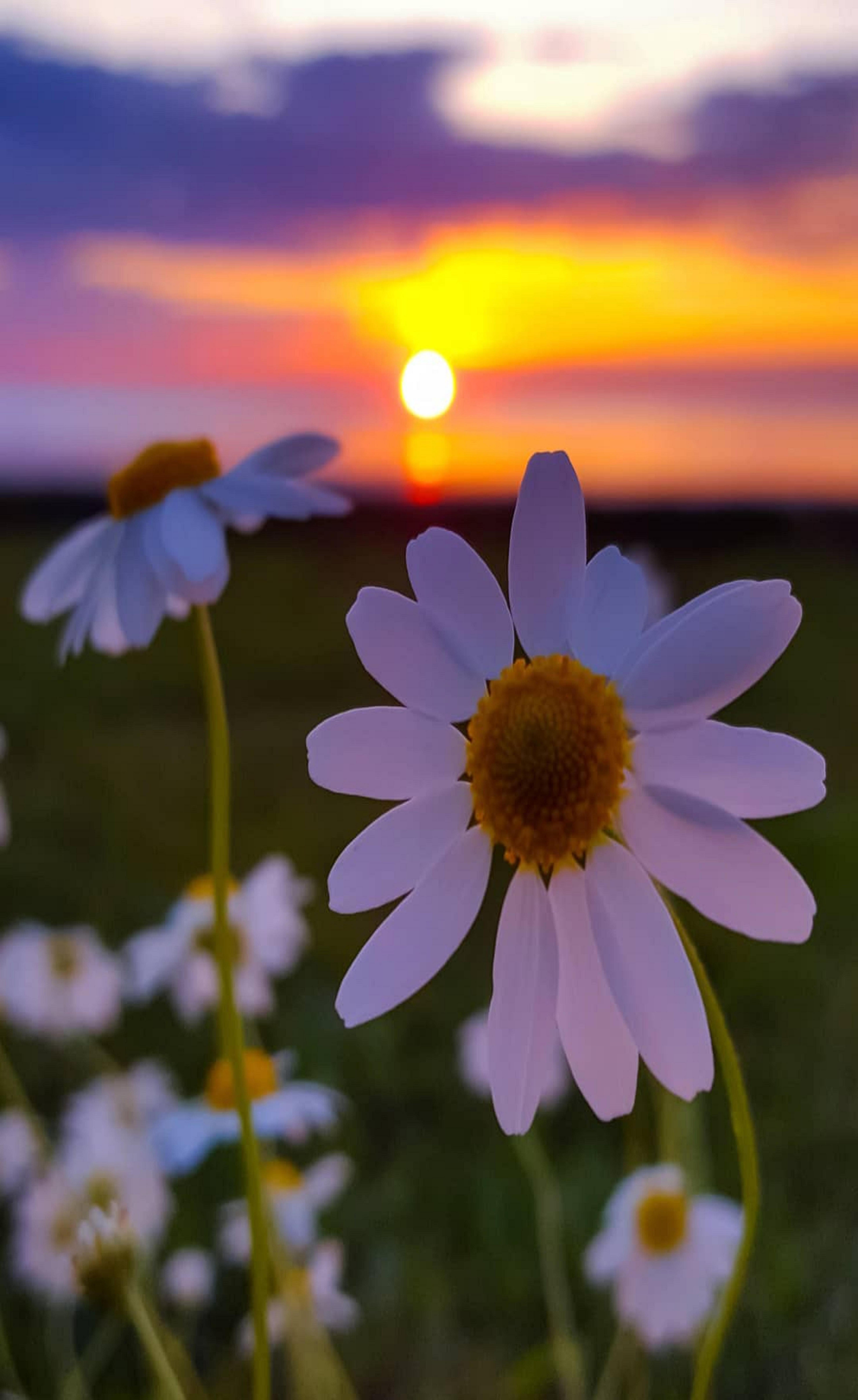 5918x9652 Sunset. Beautiful nature wallpaper, Pretty wallpaper, Sunflower wallpaper