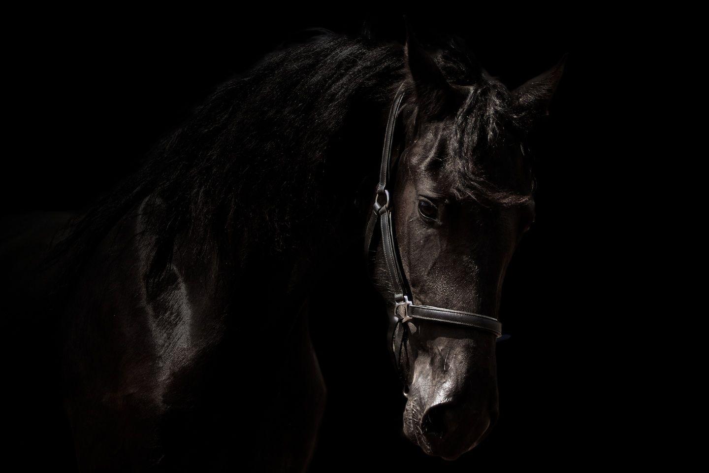 Лошадь на черном фоне. Фризская лошадь гнедая. Лошадь на темном фоне. Черный конь.