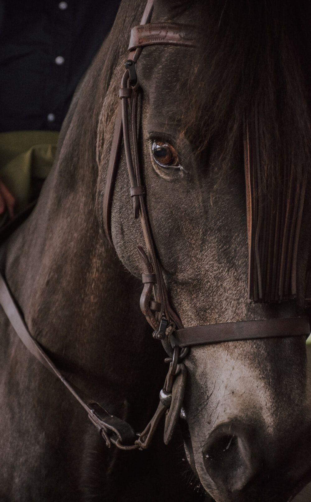 1000x1615 Horse Wallpaper: Free HD Download [HQ]