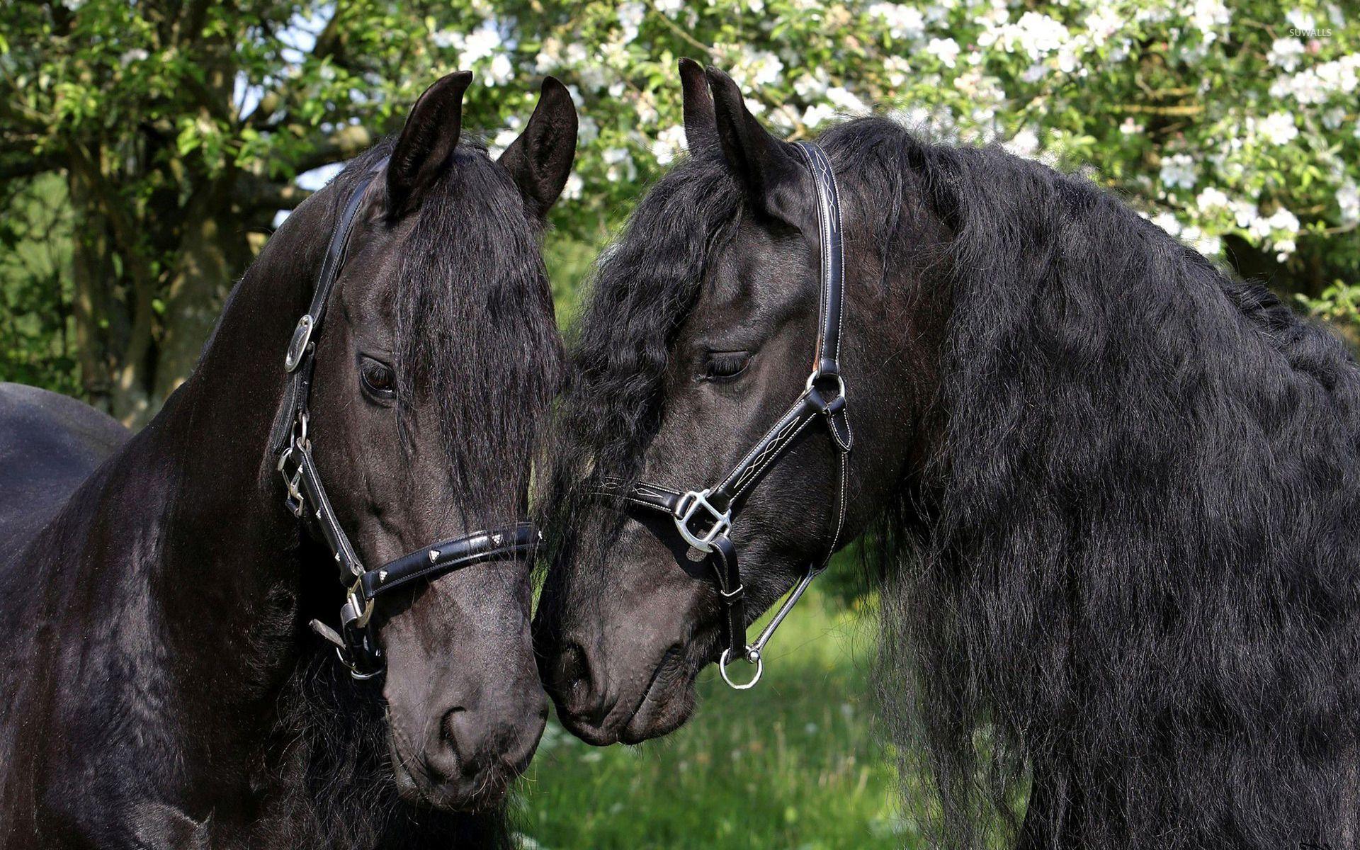 1920x1200 Black horses wallpaper wallpaper