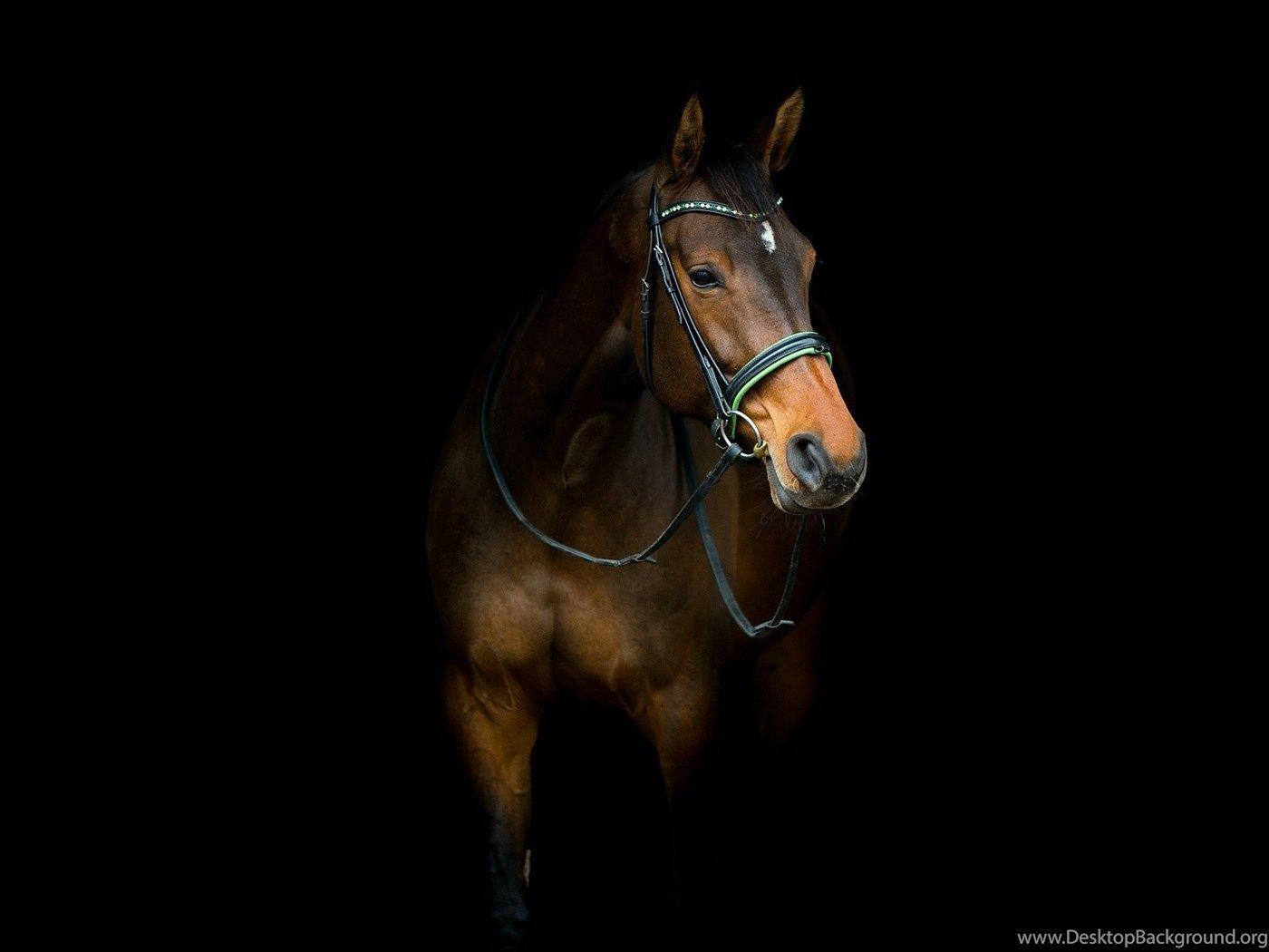 1400x1050 Horse Dark Animals Photo Background HD Wallpaper Desktop Background