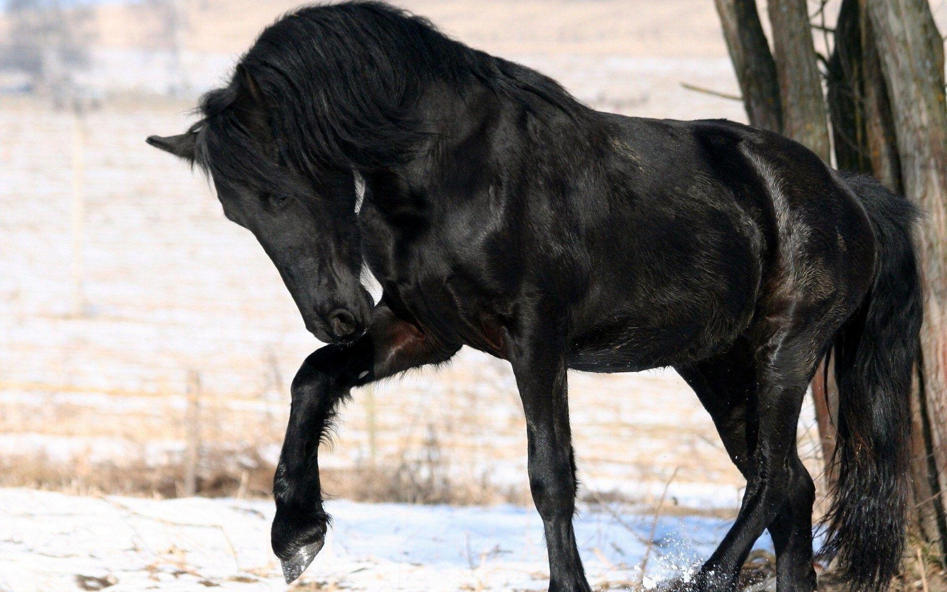 1920x1200 Black Horse HD Background
