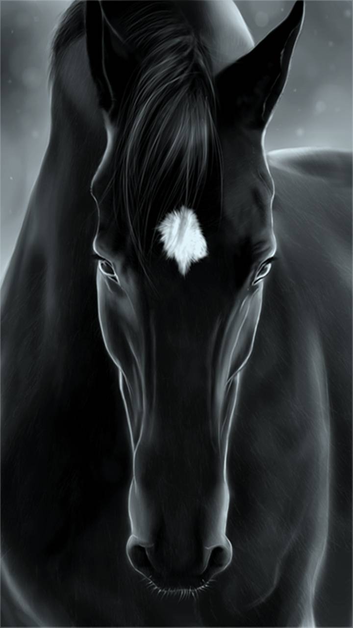 720x1280 Black Horse wallpaper