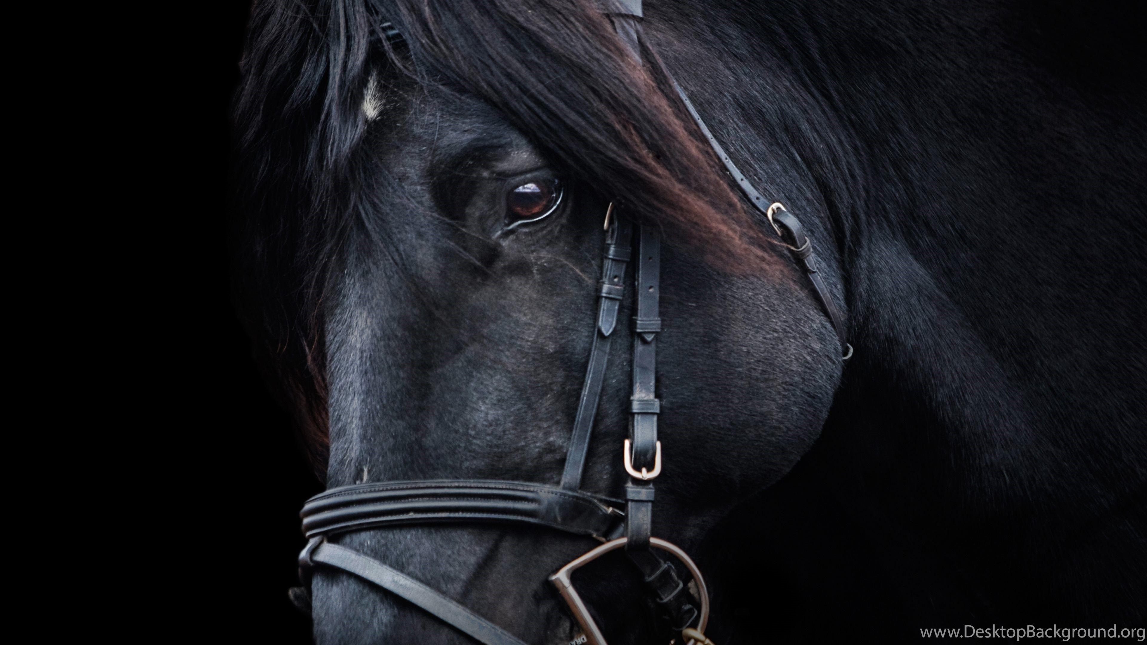 3840x2160 Black Horse HD Wallpaper Desktop Background