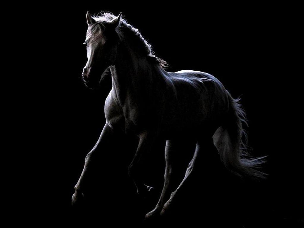 1024x768 Funny horses. Horses, Black horses, Black stallion horse