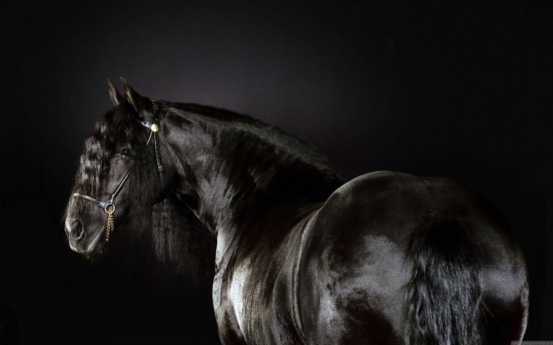 1920x1200 Wallpaper Horse