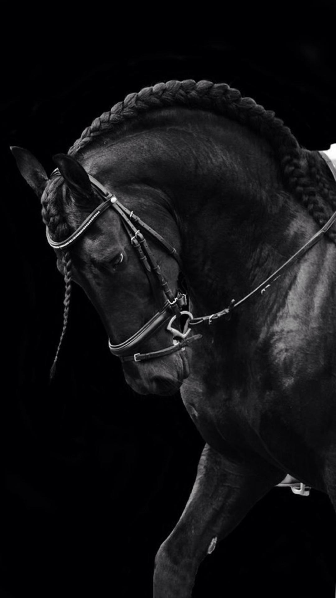 1080x1920 Black Horse iPhone Wallpaper
