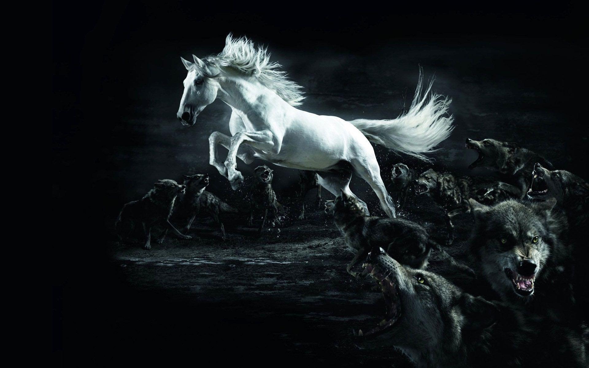 1920x1200 Horse Wallpaper for Android