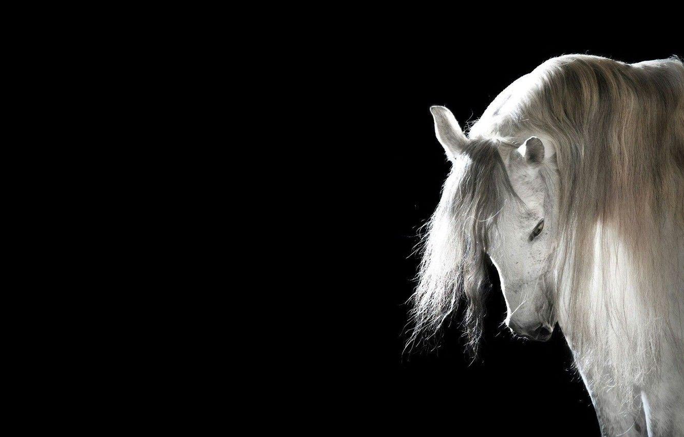 1332x850 Wallpaper horse, mane, Black background, white horse image for desktop, section животные