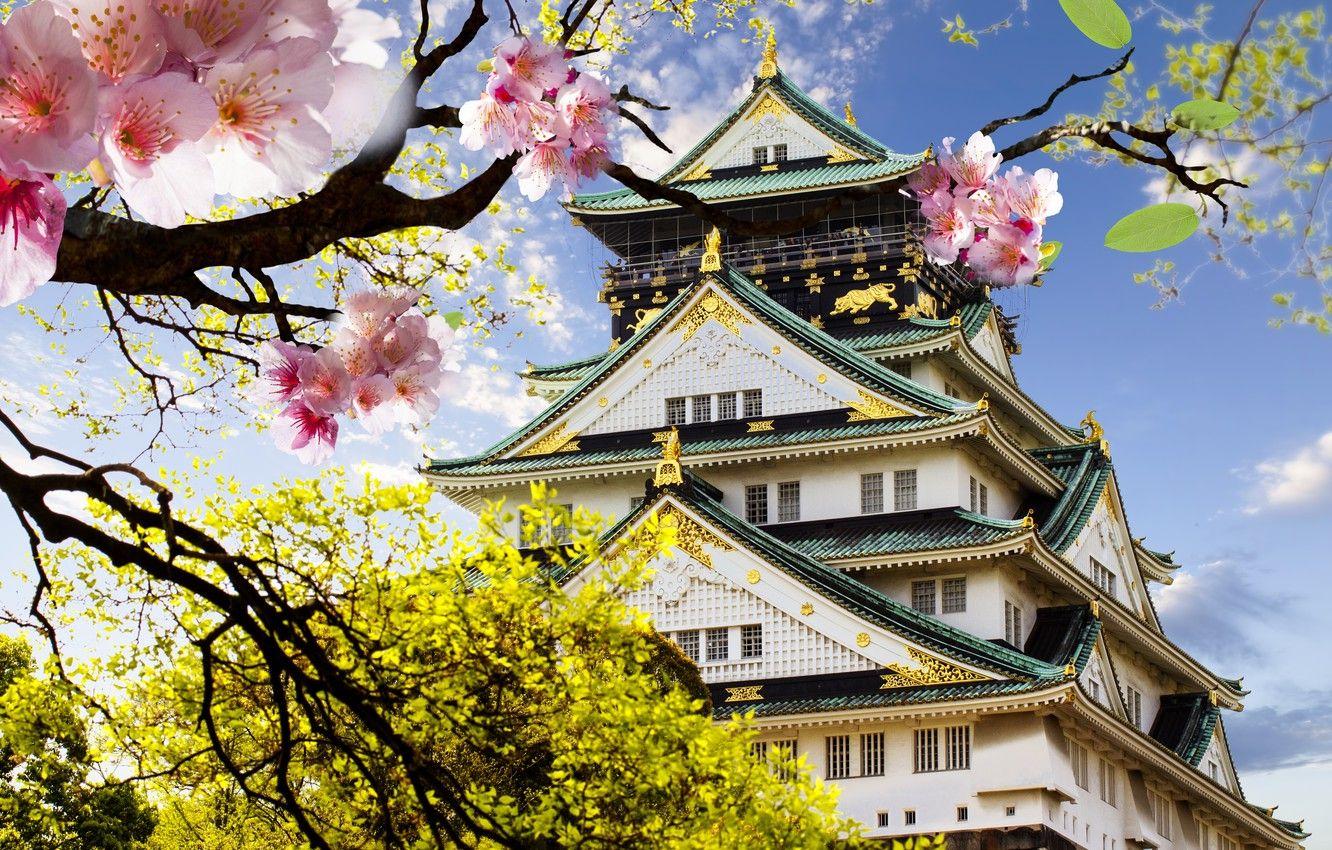 1332x850 Wallpaper castle, Japan, Sakura, flowering, Japanese, castle, japanese image for desktop, section город