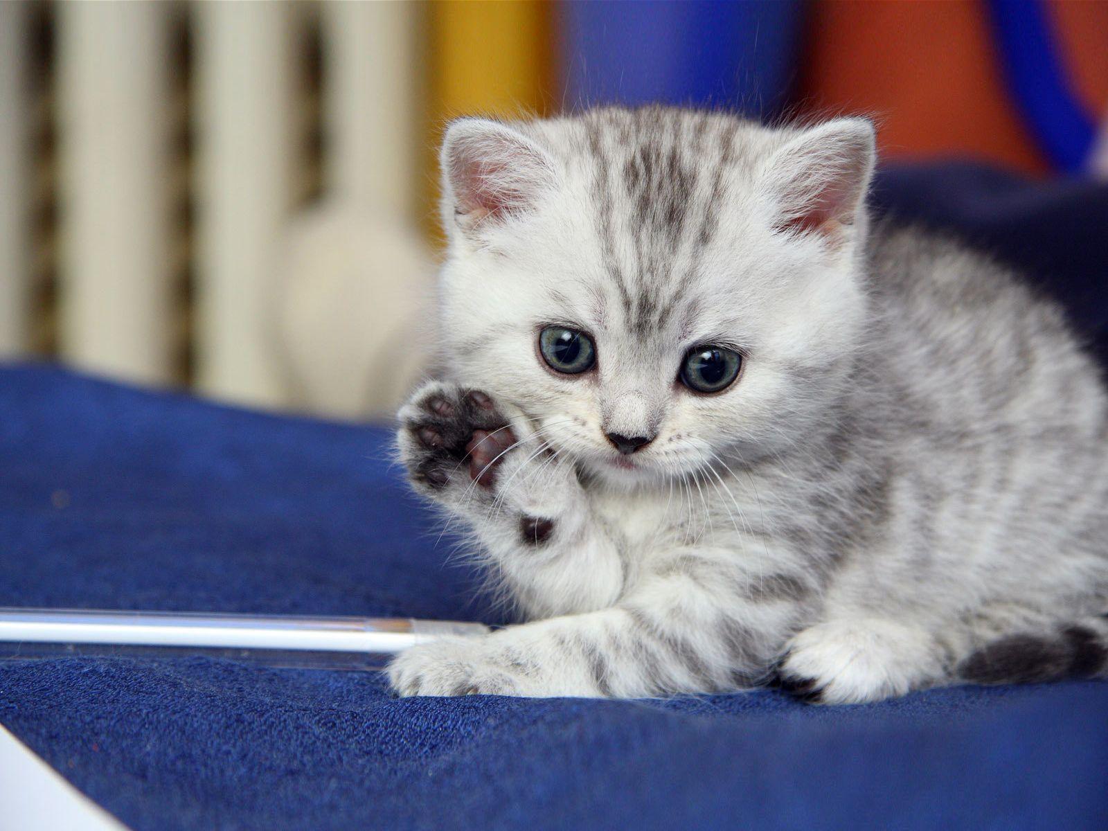 SweetKitty bonito cat cats cute furry girly kitten kittens pretty  HD phone wallpaper  Peakpx