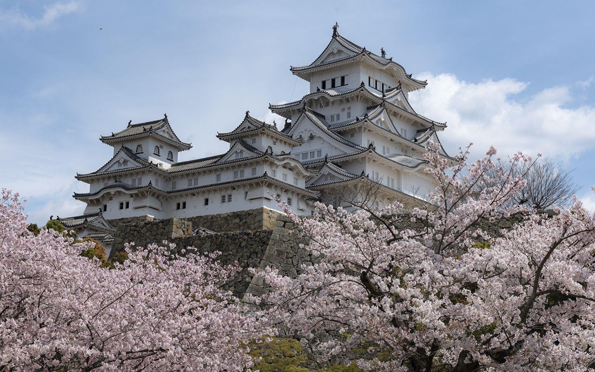 1920x1200 Wallpaper Japan Himeji Castle Spring Castles Cities 1920x1200