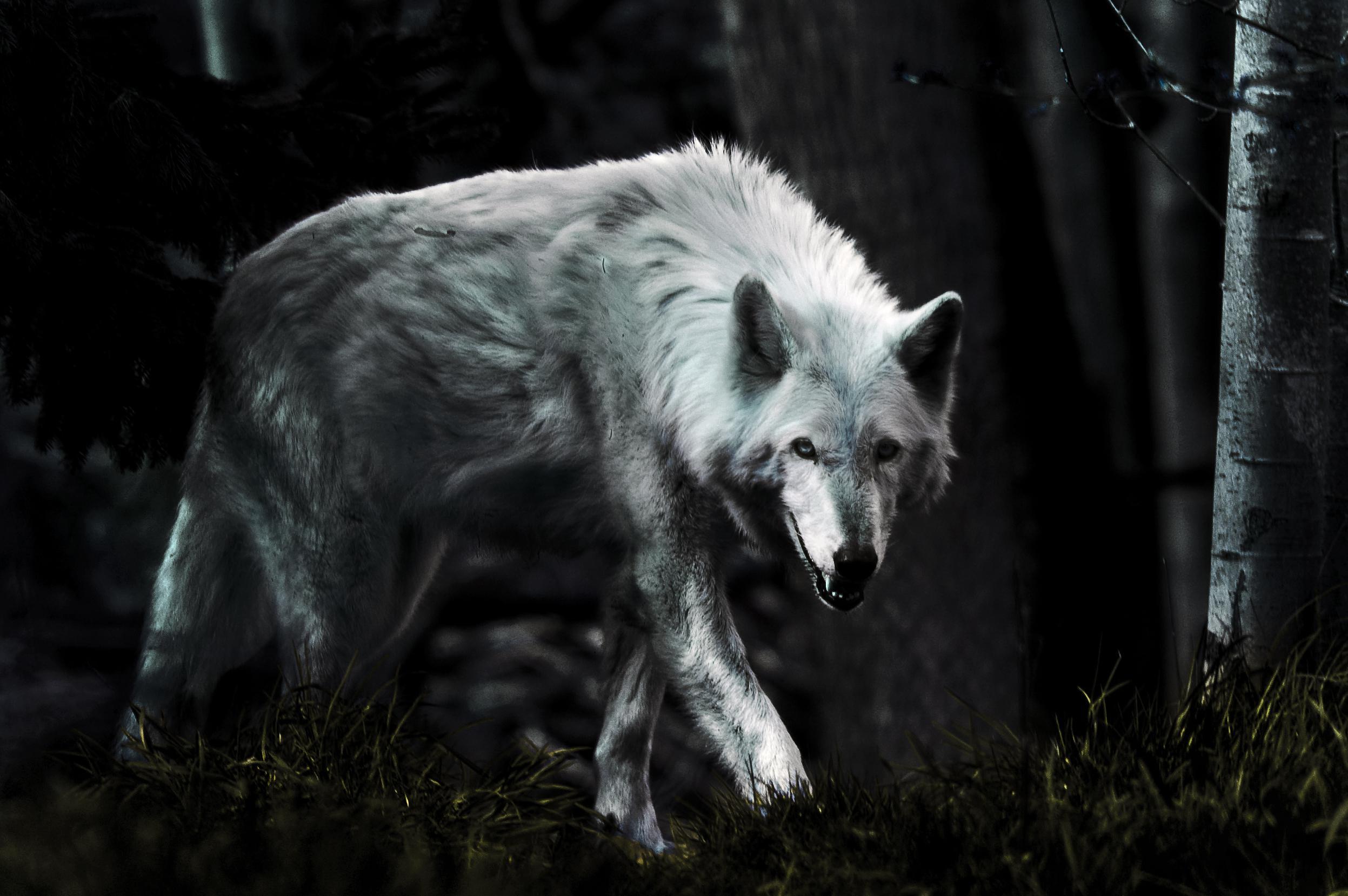 2494x1658 Beautiful Wolf Spirit Wallpaper. Beautiful Wallpaper, Beautiful Background and Beautiful Sunflower Wallpaper