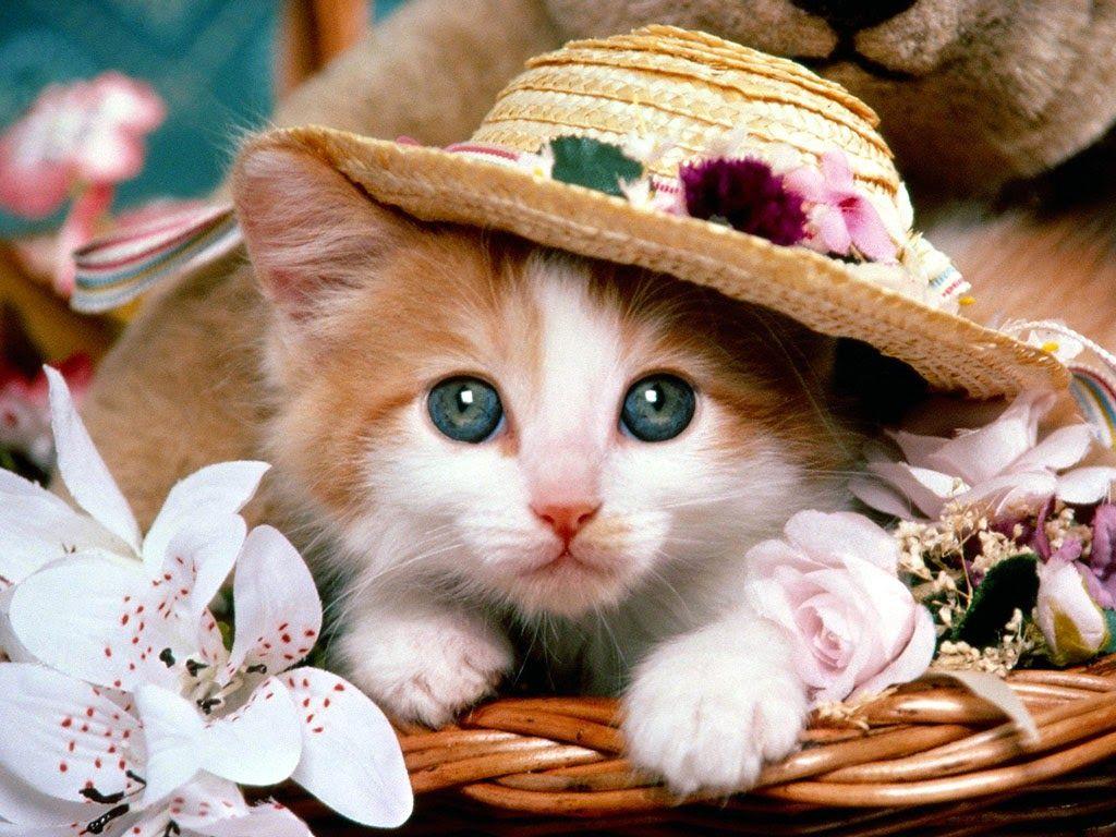 1024x768 Cute Cat Wallpaper India Mails